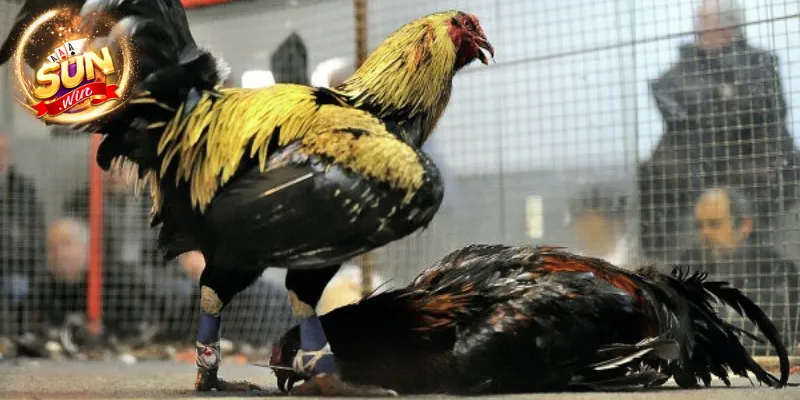 3 loại hình chọi gà đỉnh cao tại nhà cái